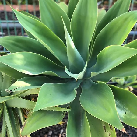 En Golf Del Sur 2 A 4 Personas Σαν Μιγκέλ ντε Αμπόνα