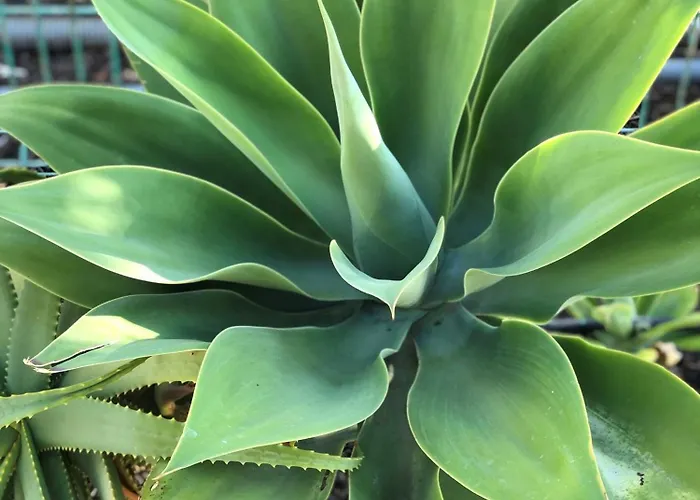 Albatros Golf Del Sur Apt. 257 San Miguel de Abona